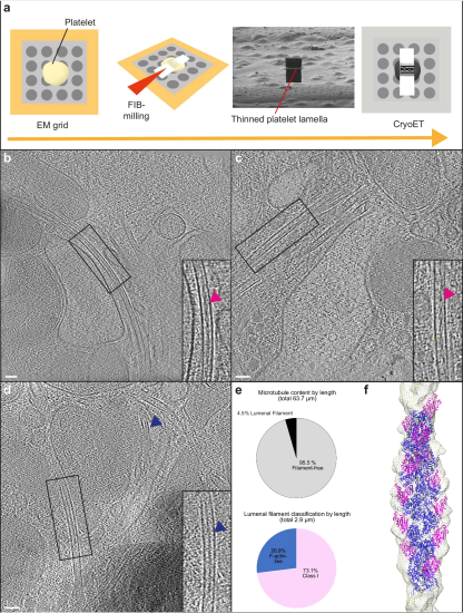 Characterisation of f-actin within MT lumen of platelets